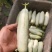 博洋61羊角甜瓜，皮薄肉厚甘甜可口，全国发货对接各地客商