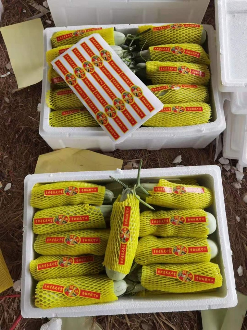 博洋61羊角甜瓜，皮薄肉厚甘甜可口，全国发货对接各地客商