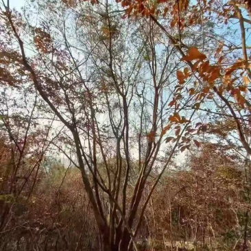黄连木/绿化苗木/乔灌木/黄连木/原林树苗/林木种苗