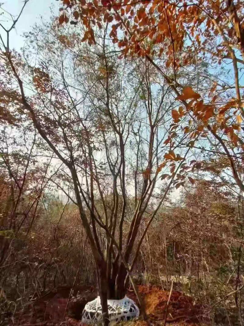 黄连木/绿化苗木/乔灌木/黄连木/原林树苗/林木种苗