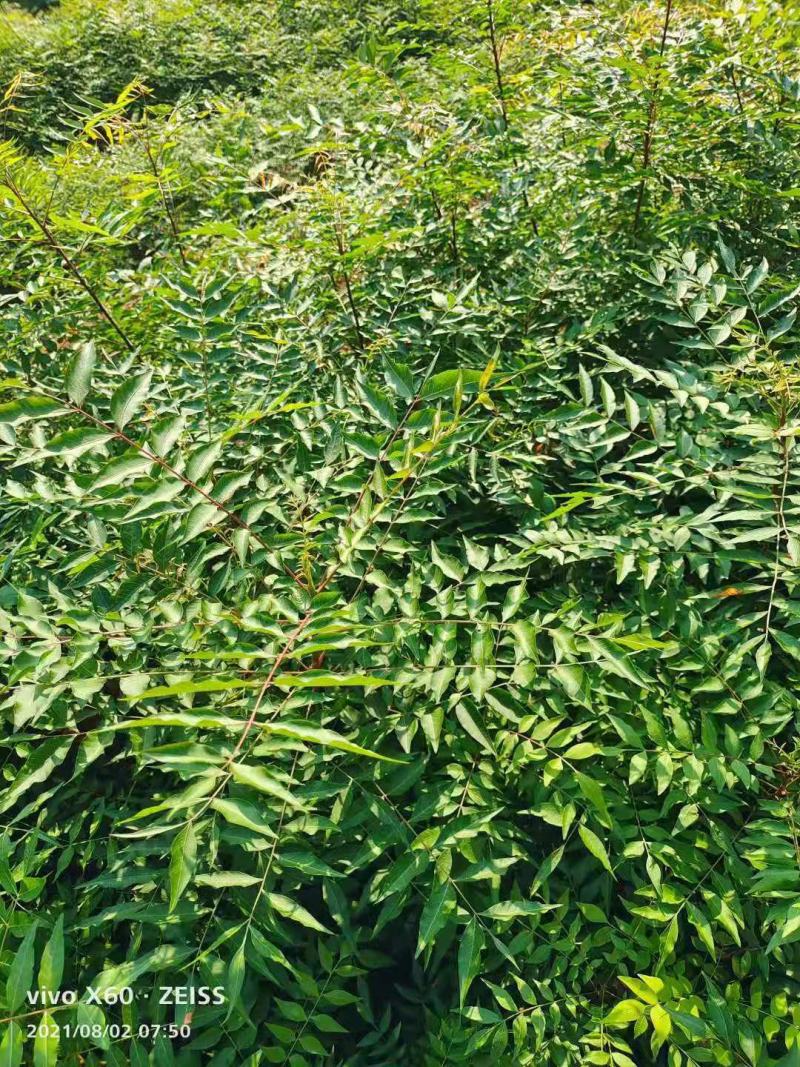 黄连木/绿化苗木/乔灌木/黄连木/原生态树苗/林木种苗