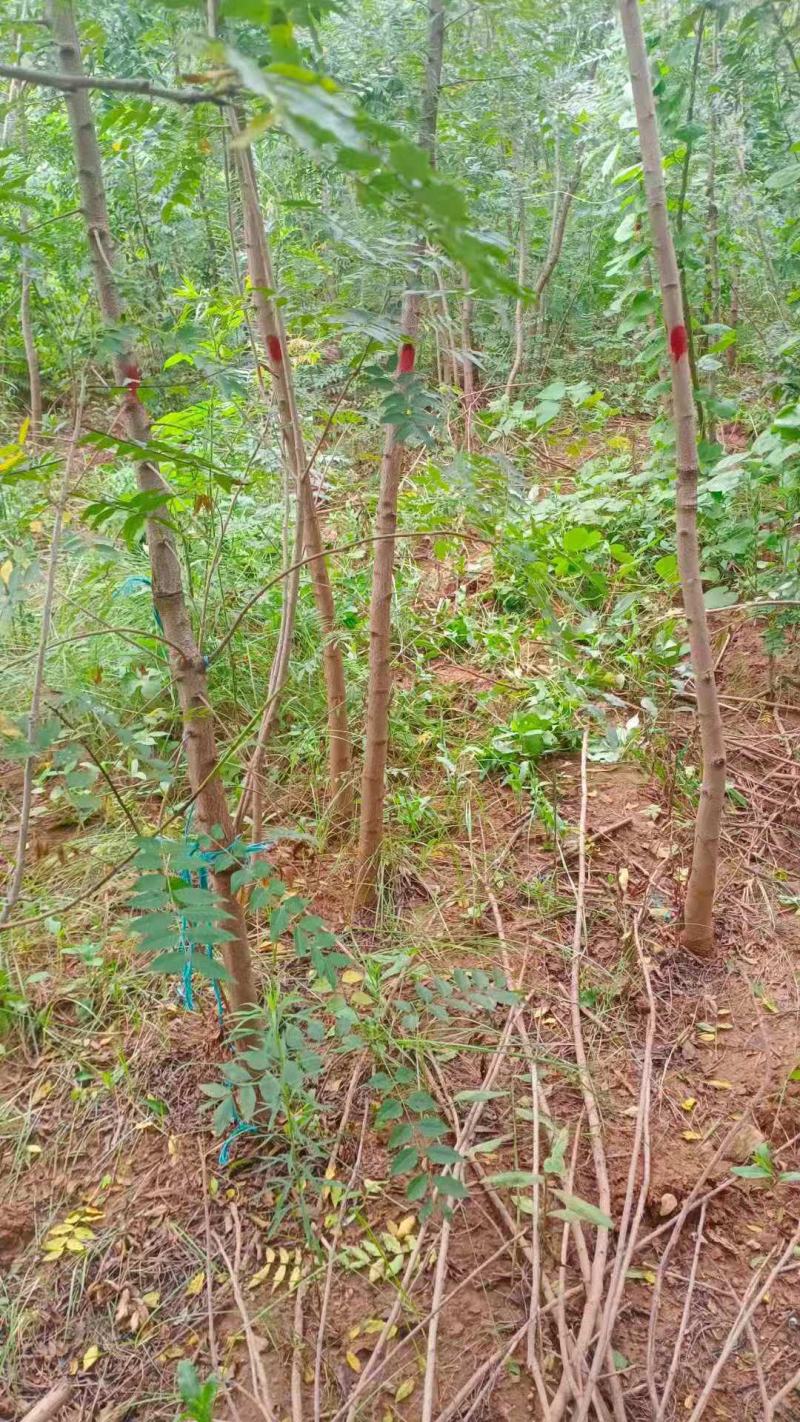 黄连木/绿化苗木/乔灌木/黄连木/林木种苗/原生态树苗