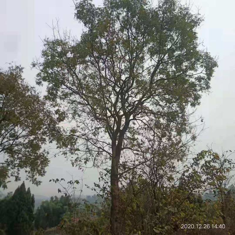 黄连木/绿化苗木/乔灌木/黄连木/林木种苗/原生态树苗