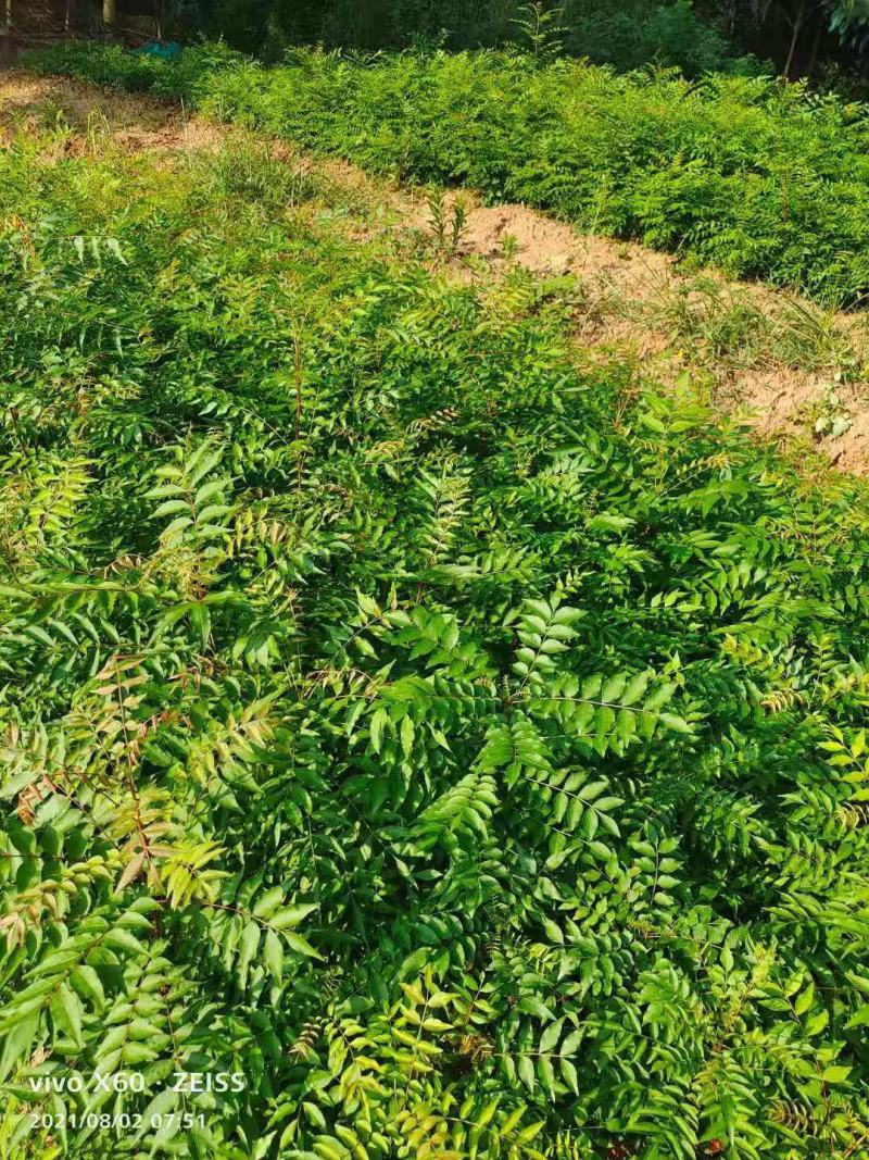 黄连木/绿化苗木/乔灌木/黄连木/林木种苗/原生态树苗