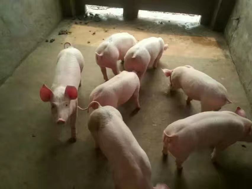 一只健康的三元仔猪正面特写,毛发整洁,眼睛明亮,展现出良好的精神状态 优质三元仔猪特写