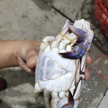 可送上海精品梭子蟹定制加工，码头直发，肥度棒棒，品质保证
