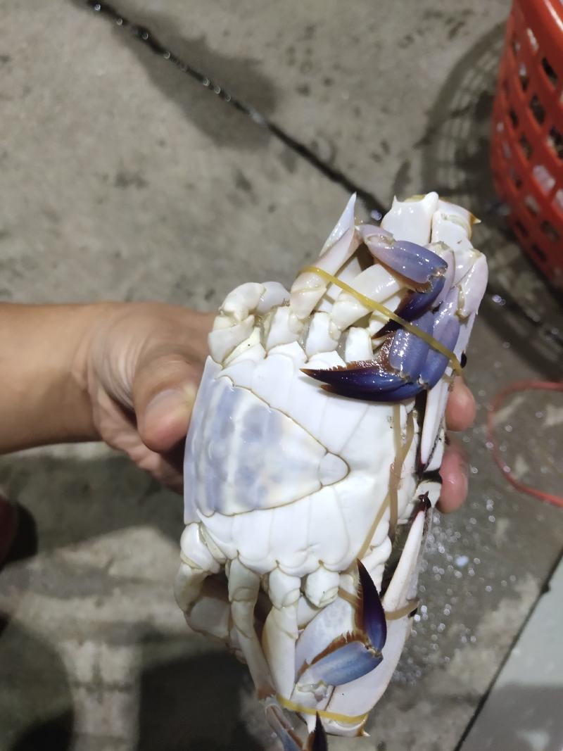 可送上海精品梭子蟹定制加工，码头直发，肥度棒棒，品质保证