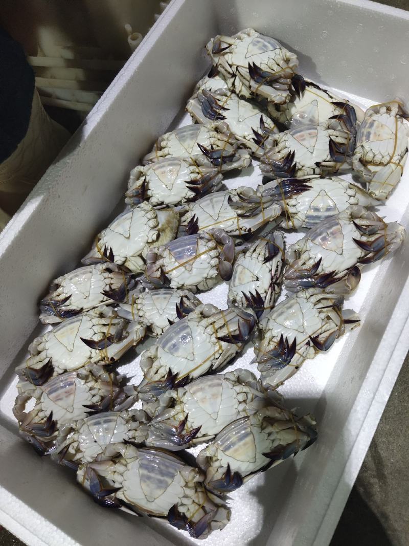 可送上海精品梭子蟹定制加工，码头直发，肥度棒棒，品质保证