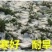 高产进口四倍体黑麦草种子牧草牛羊猪鸡鸭鹅等家禽家畜牧草