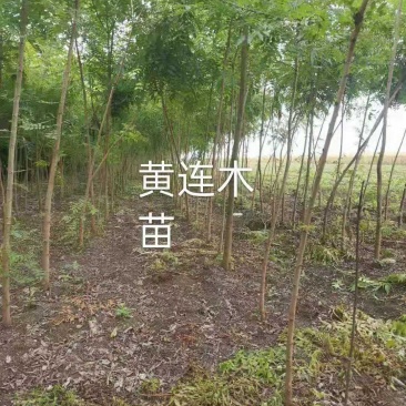 黄连木/乔灌木/绿化苗木/黄连木树苗/种苗/苗木种苗