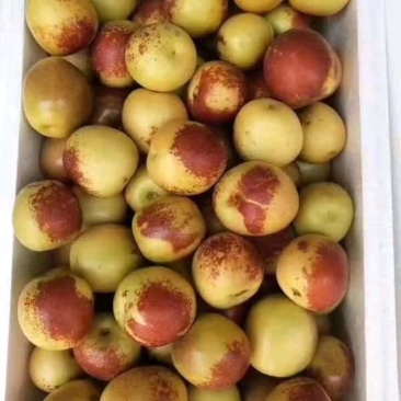 沾化冬枣
