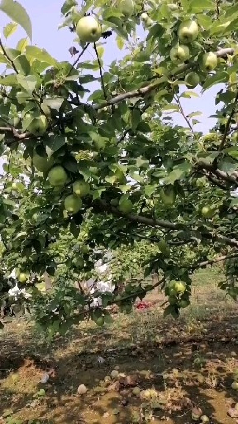 滨州市阳信县早酥梨皇冠梨自己家种的果园，价格便宜大量批发