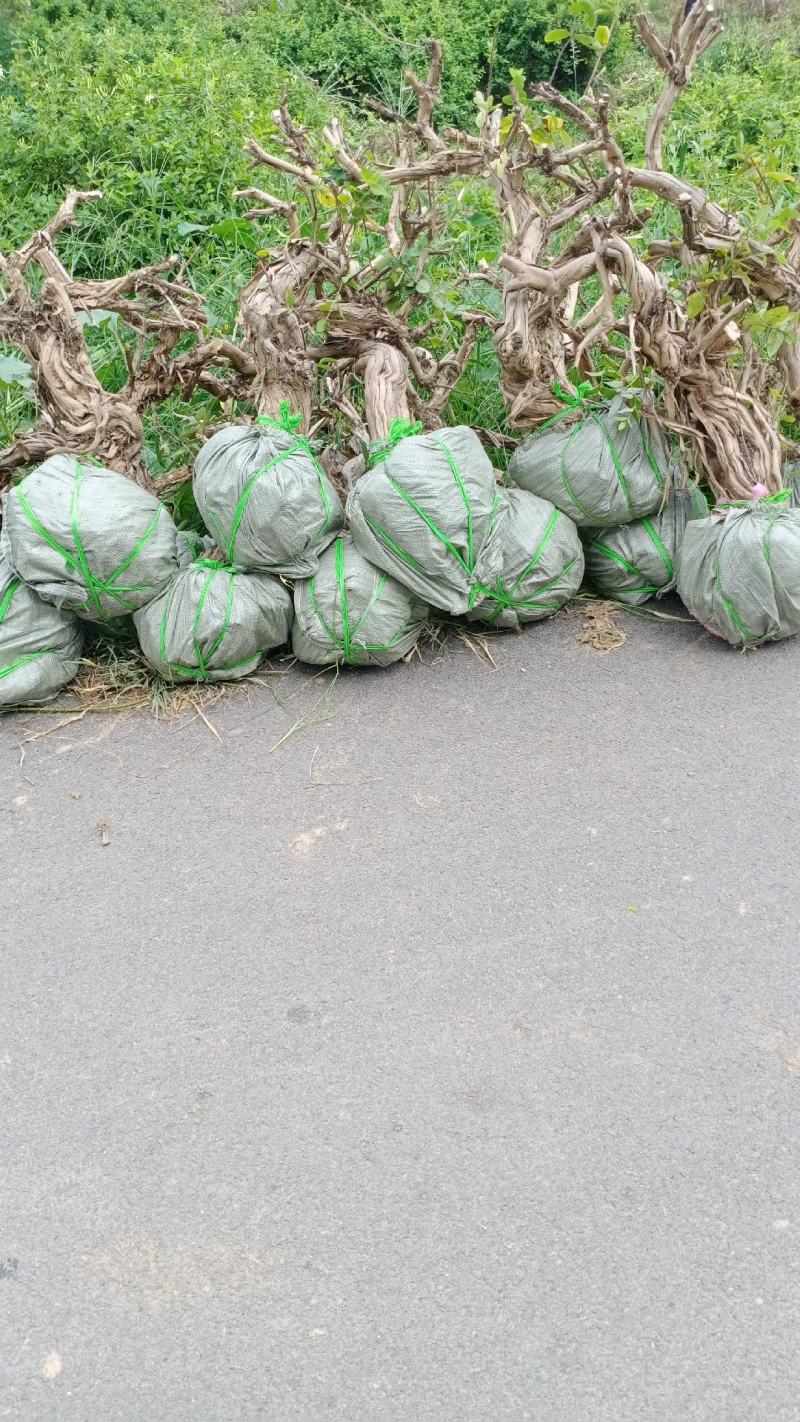 基地直发四季金银花老桩，盆栽地栽都可以，量大货源充足