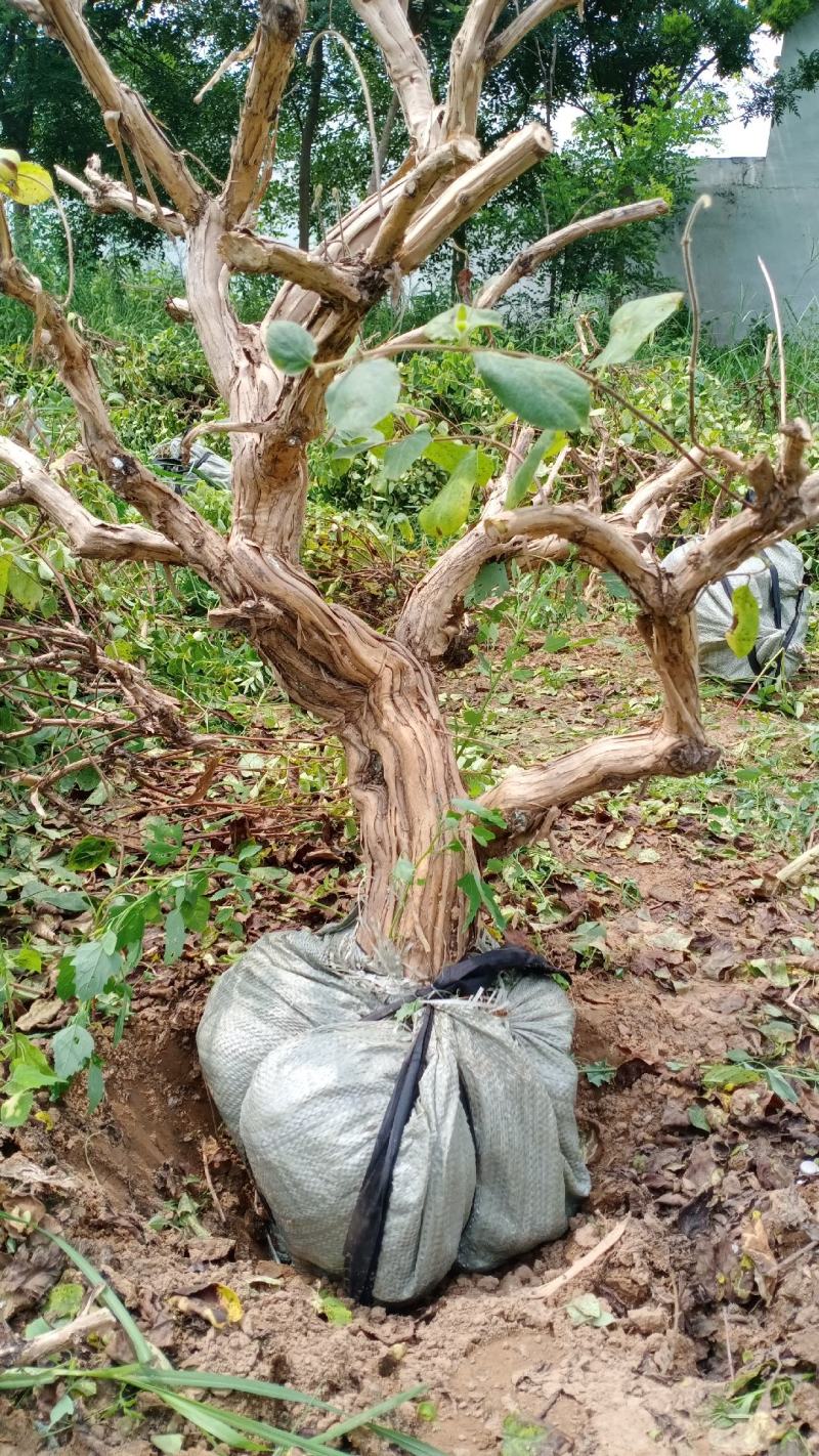 基地直发四季金银花老桩，盆栽地栽都可以，量大货源充足