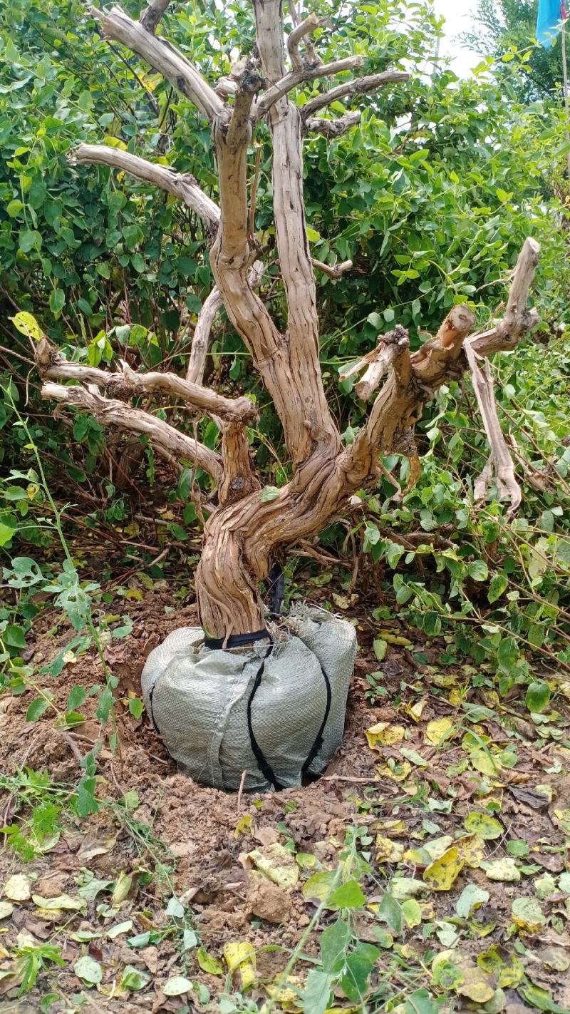 基地直发四季金银花老桩，盆栽地栽都可以，量大货源充足