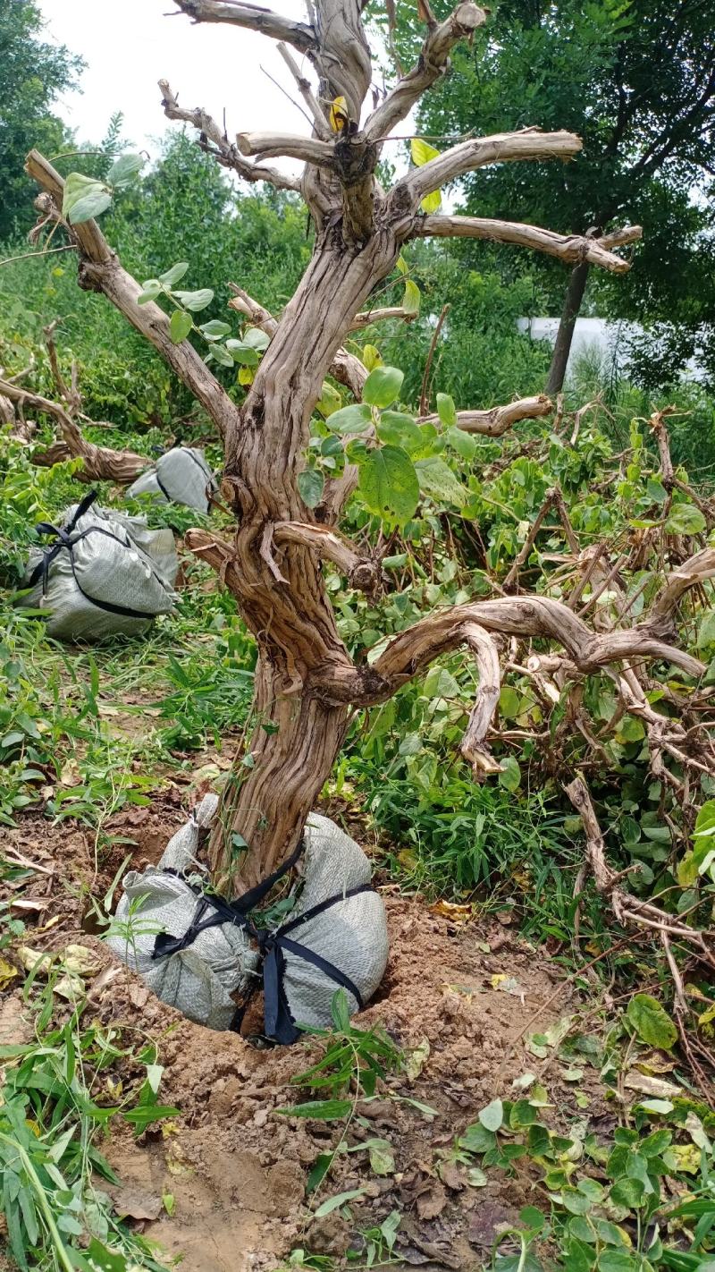 基地直发四季金银花老桩，盆栽地栽都可以，量大货源充足