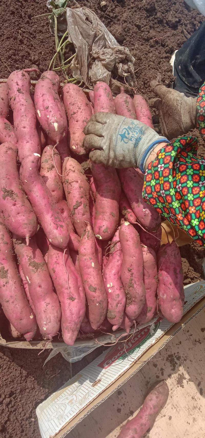 辽宁省凌海市红薯大量上市，欢迎全国客商实地考察验货
