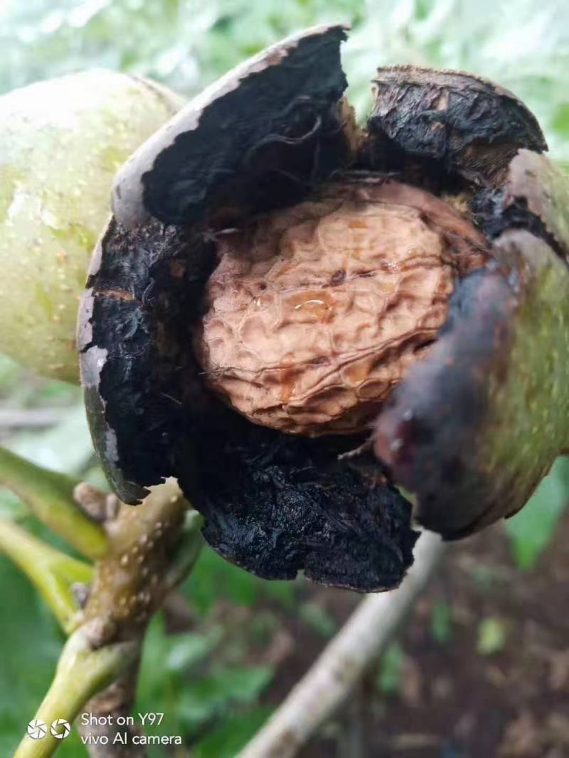 青皮核桃