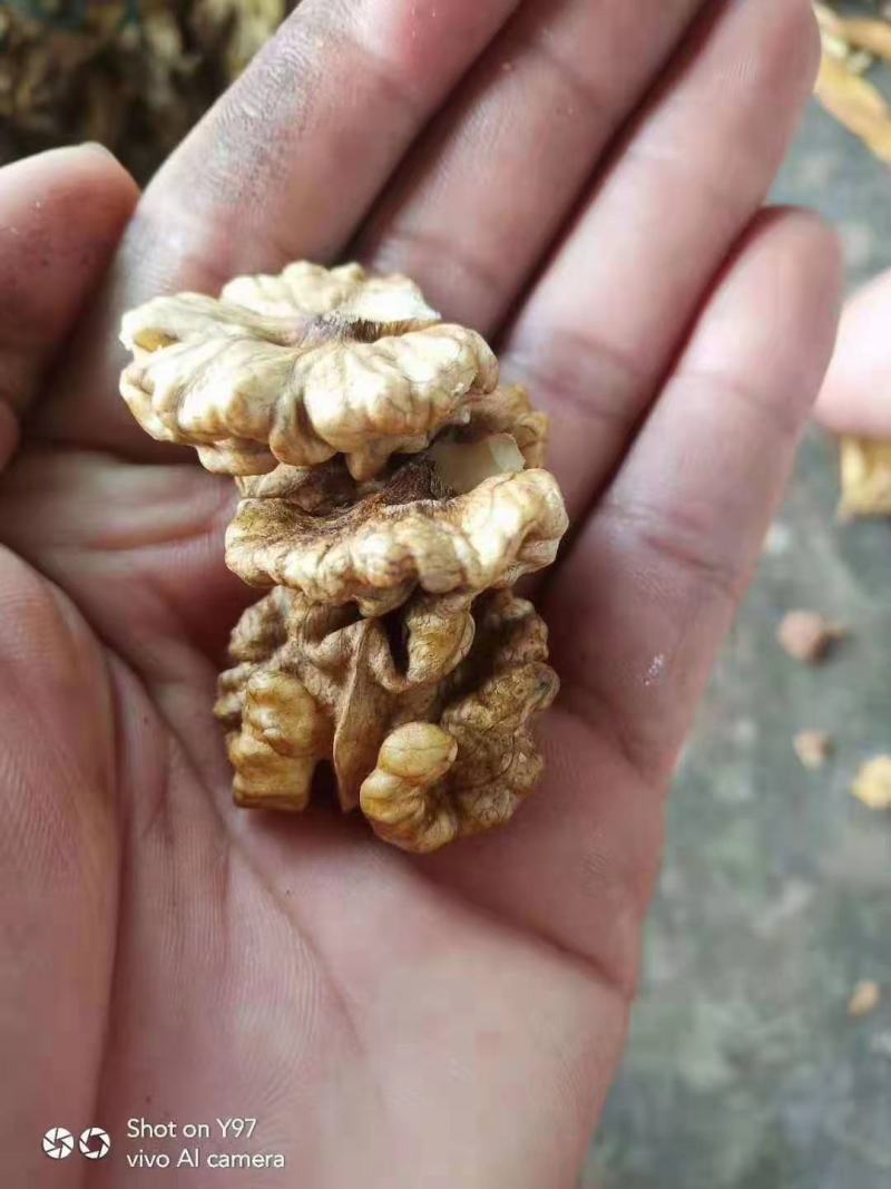 青皮核桃