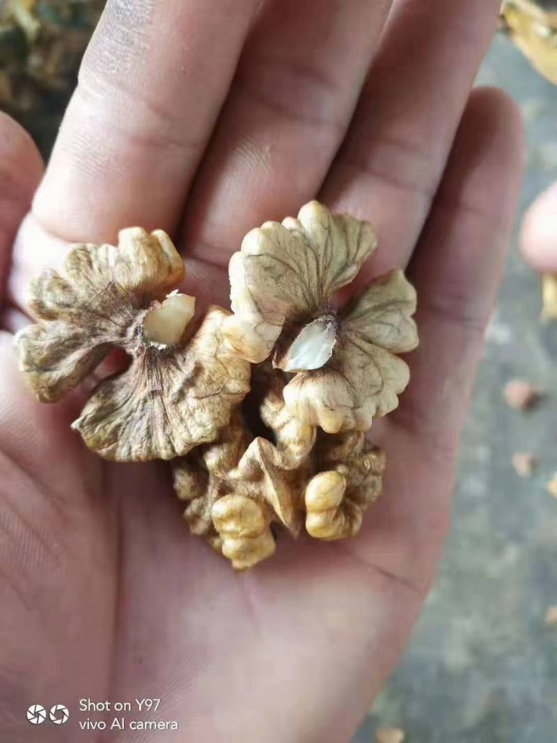 青皮核桃