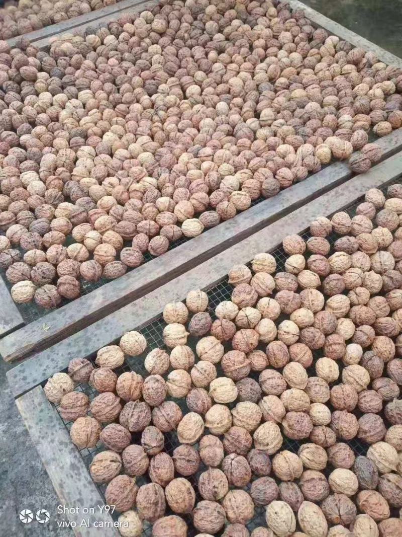 青皮核桃