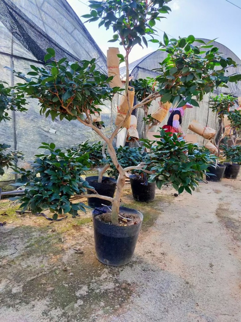 造型茶花香水茶花香妃五层游龙招财进宝产地直销批发