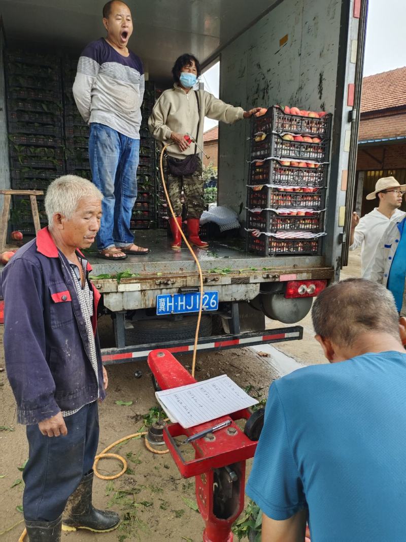 基地直发河北省唐山市丰润区万亩桃园欢迎新老朋友全国发货