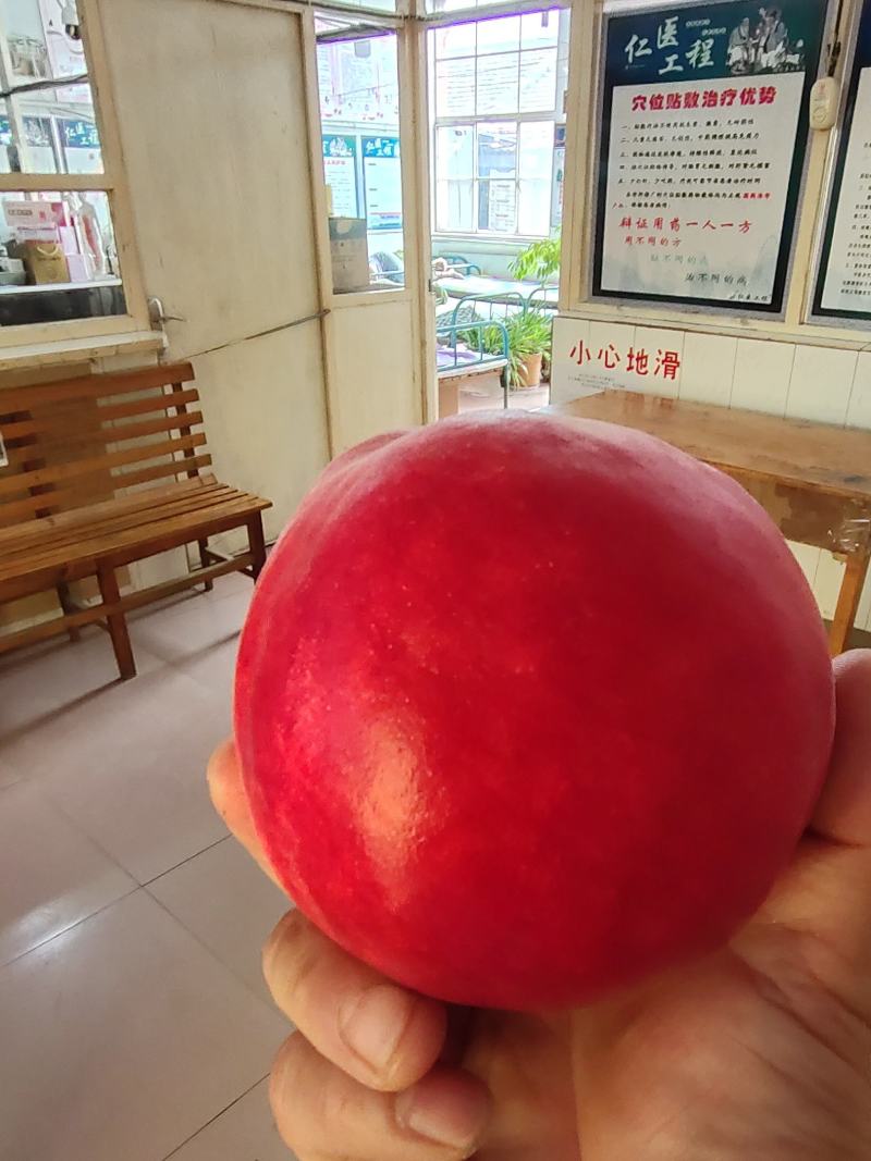 基地直发河北省唐山市丰润区万亩桃园欢迎新老朋友全国发货