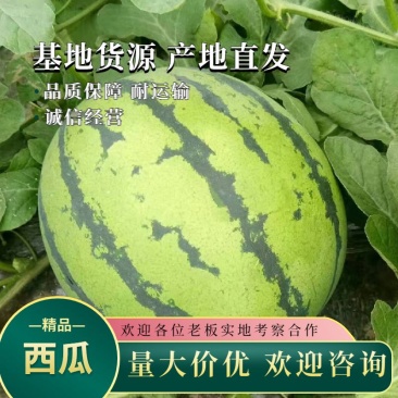 湖南岳阳8424西瓜可视频看货家庭农场一手货源欢迎来电
