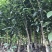 老林柑桔橙苗基地特靓正宗新会柑苗