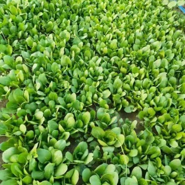 300亩上海青种植中心