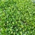 300亩上海青种植中心
