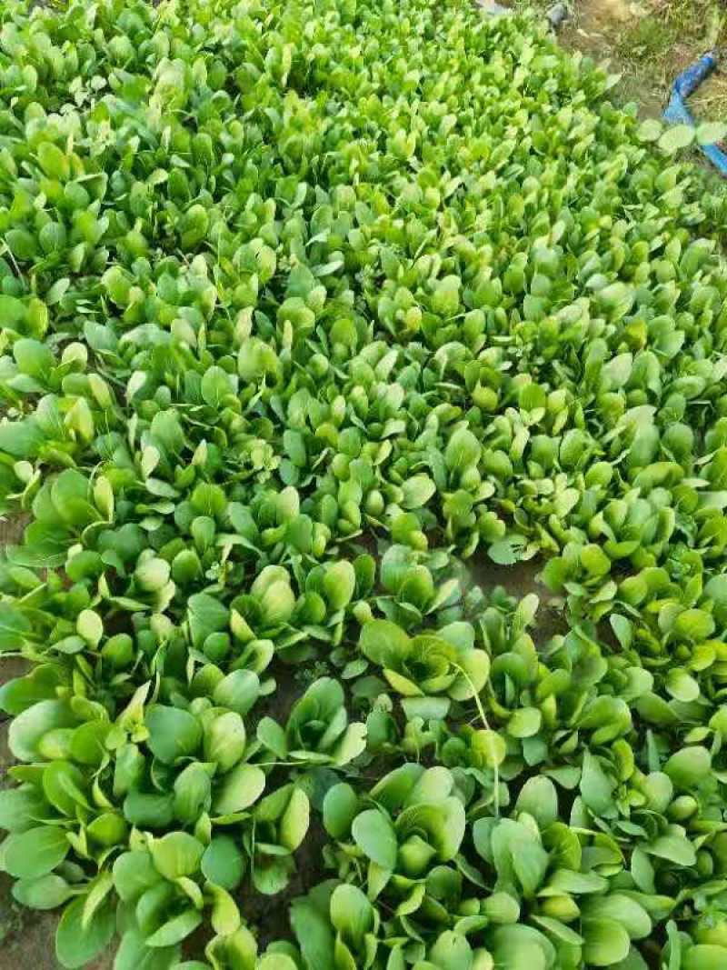 300亩上海青种植中心