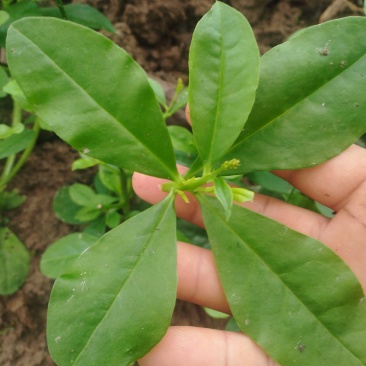 卖土人参菜的菜心