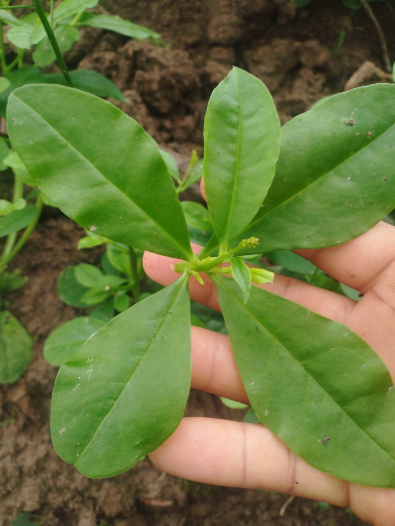 卖土人参菜的菜心