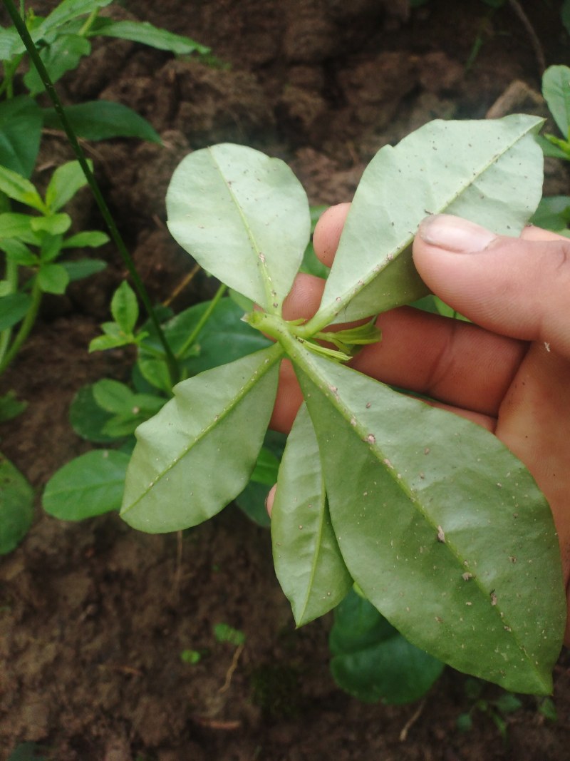 卖土人参菜的菜心
