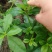卖土人参菜的菜心