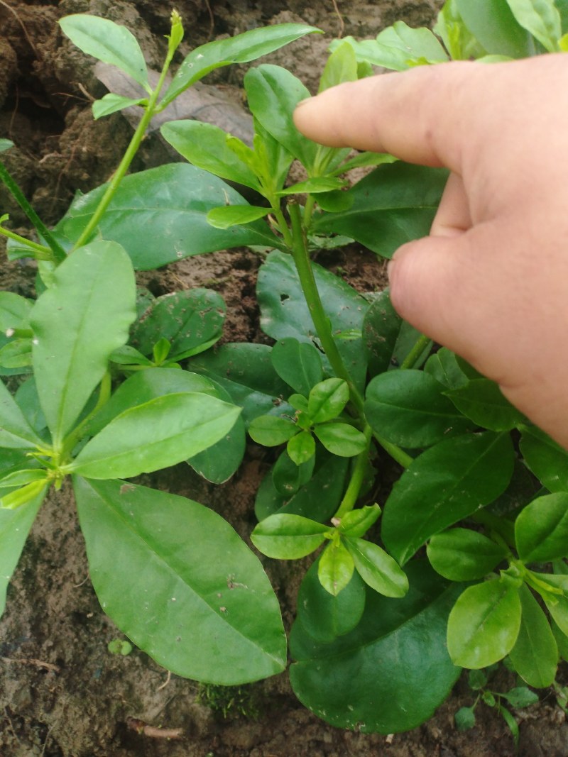 卖土人参菜的菜心