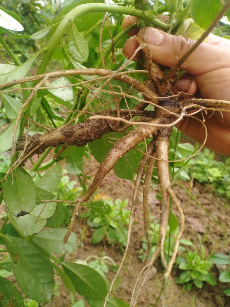 卖土人参菜的菜心