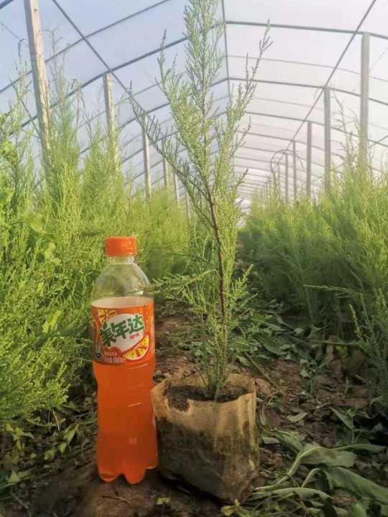 盐松柽柳基地，柽柳价格，哪里有柽柳，山东柽柳盐松基地
