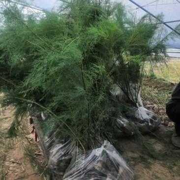 盐松柽柳基地，柽柳价格，哪里有柽柳，山东柽柳盐松基地