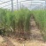 盐松柽柳基地，柽柳价格，哪里有柽柳，山东柽柳盐松基地