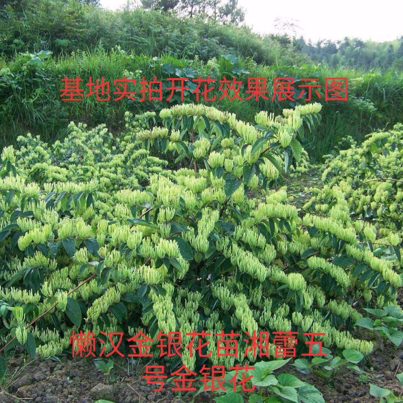 湘蕾五号金银花苗懒汉王金银花苗金银花树型成品纯蕾苗包邮价