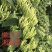 湘蕾五号金银花苗懒汉王金银花苗金银花树型成品纯蕾苗包邮价