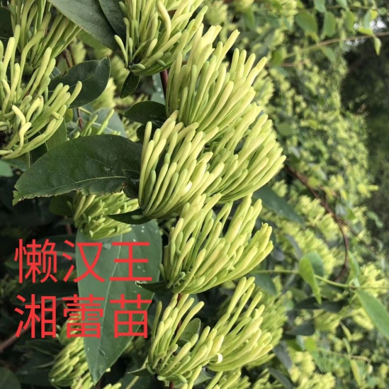 湘蕾五号金银花苗懒汉王金银花苗金银花树型成品纯蕾苗包邮价
