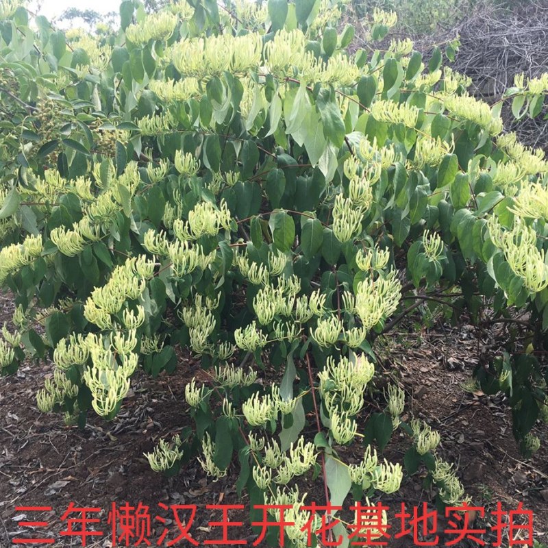 湘蕾五号金银花苗懒汉王金银花苗金银花树型成品纯蕾苗包邮价