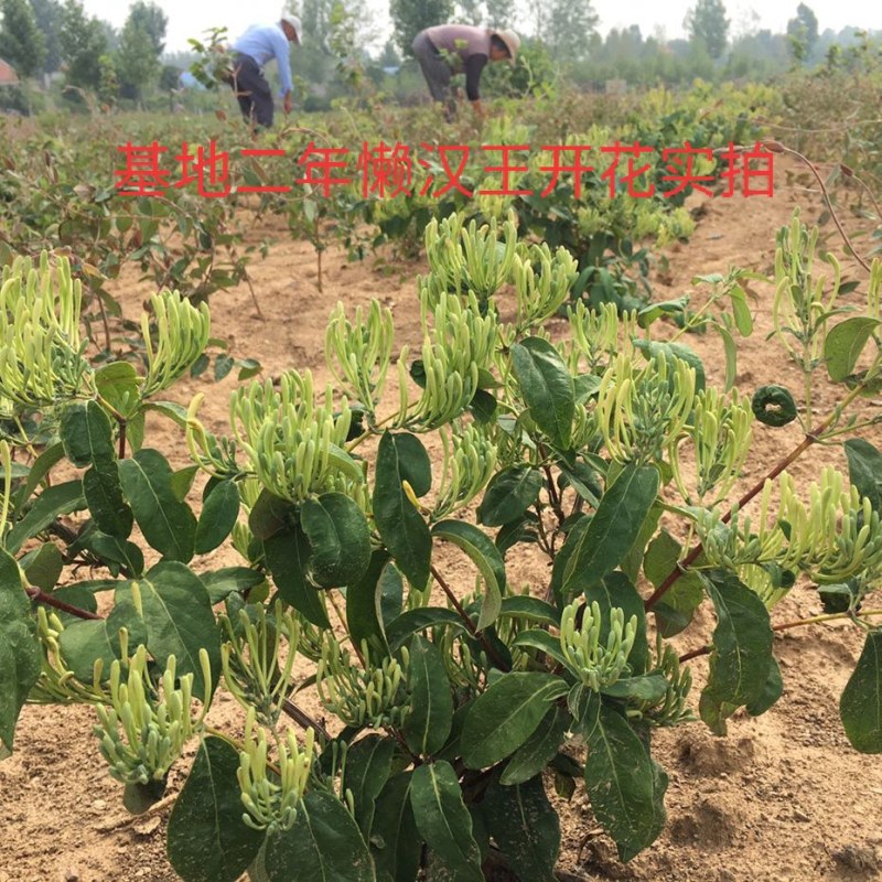 湘蕾五号金银花苗懒汉王金银花苗金银花树型成品纯蕾苗包邮价