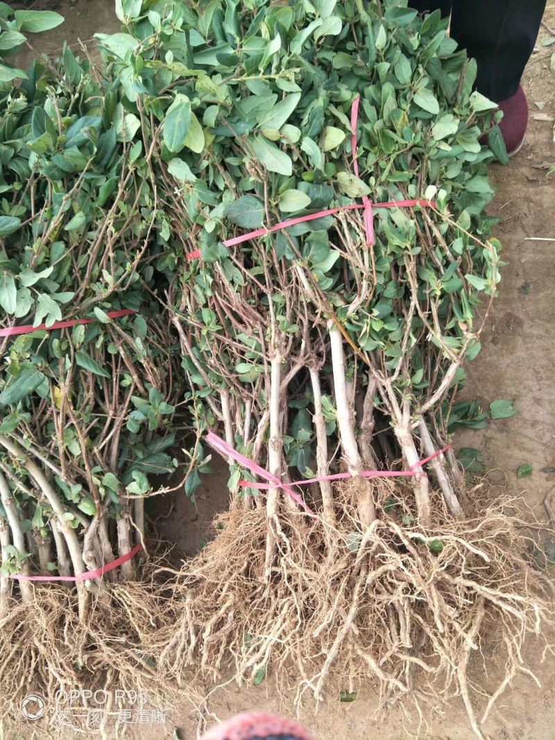 湘蕾五号金银花苗懒汉王金银花苗金银花树型成品纯蕾苗包邮价