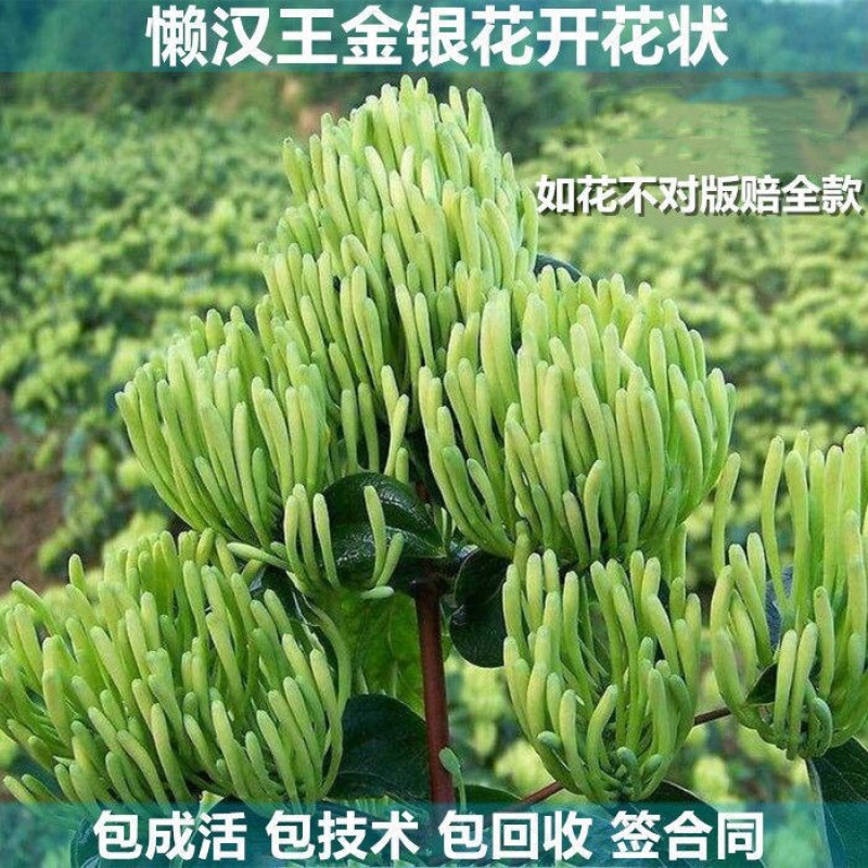 湘蕾五号金银花苗懒汉王金银花苗金银花树型成品纯蕾苗包邮价