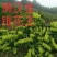 湘蕾五号金银花苗懒汉王金银花苗金银花树型成品纯蕾苗包邮价